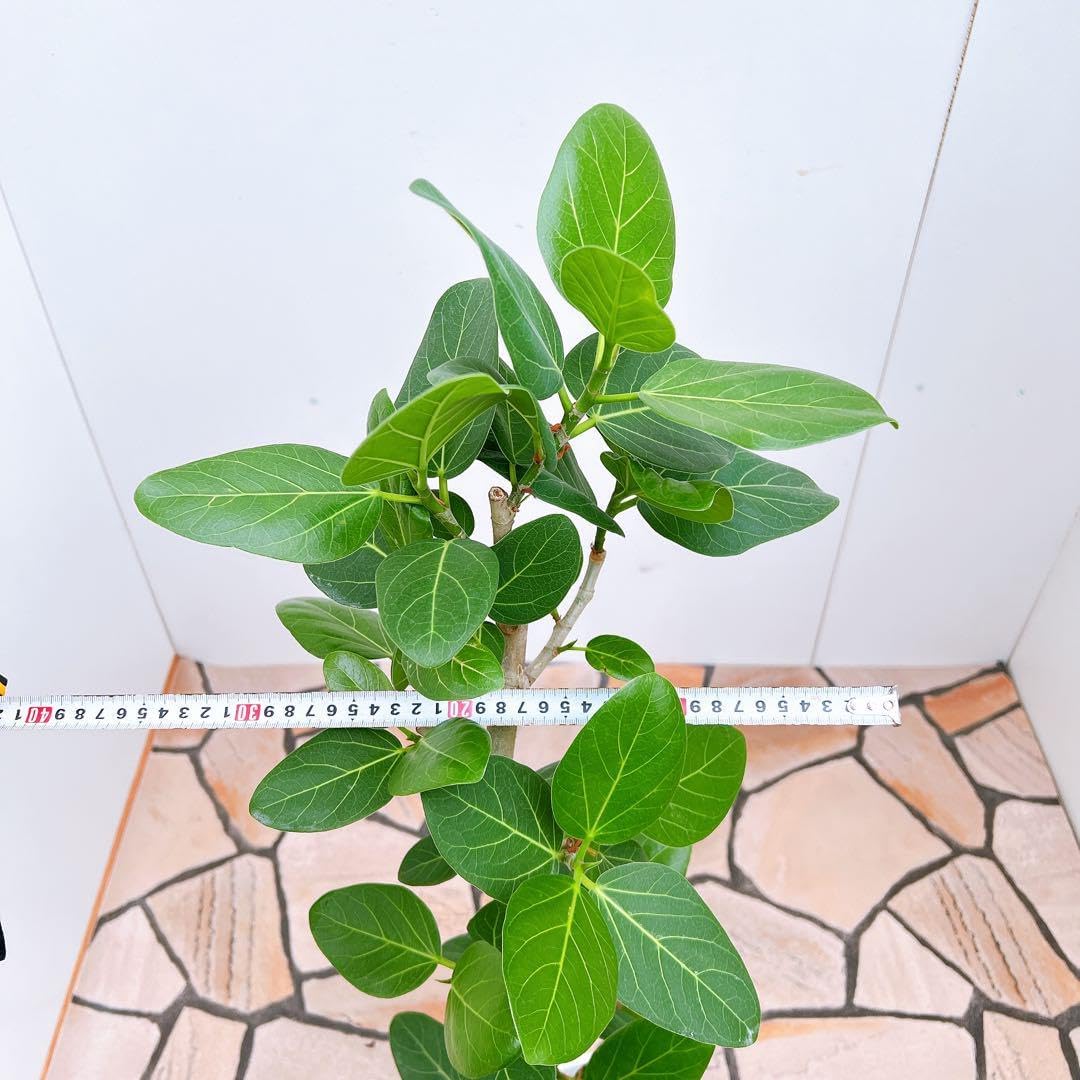 フィカス ゴムの木 ベンガレンシス 31番 曲り インテリアグリーン 室内